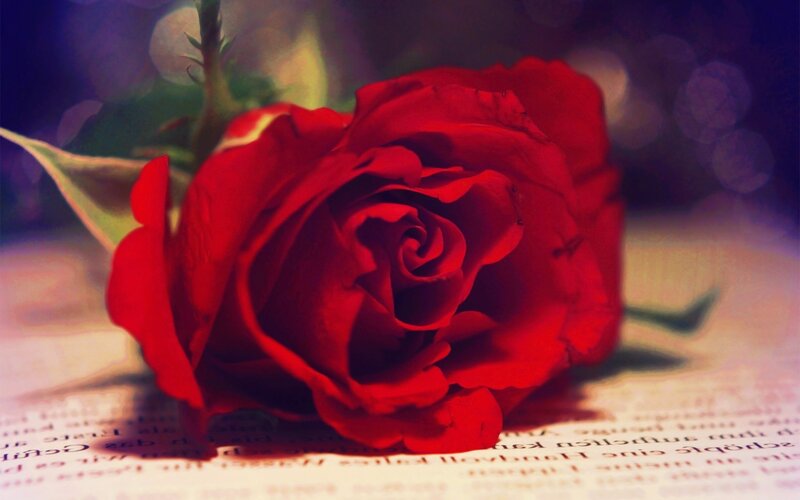 Red Rose on Book — Dramatic, Photograph, Leaf