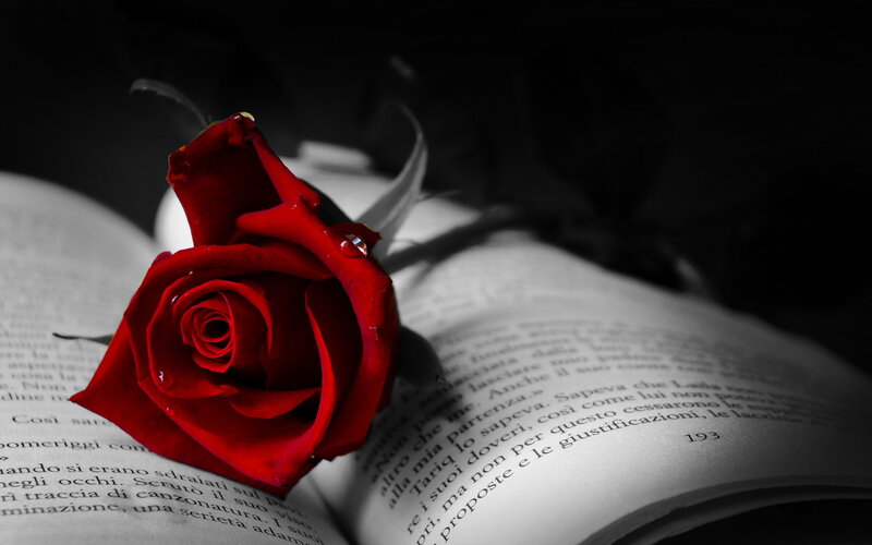 Red Rose on Book — Dramatic, Photograph, Page