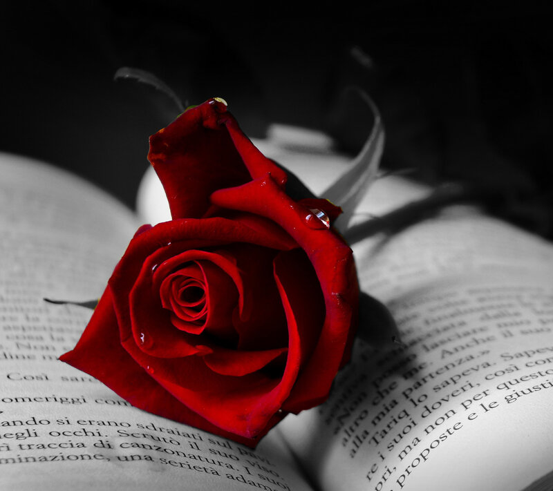 Red Rose on Book — Dramatic, Photograph, Petal