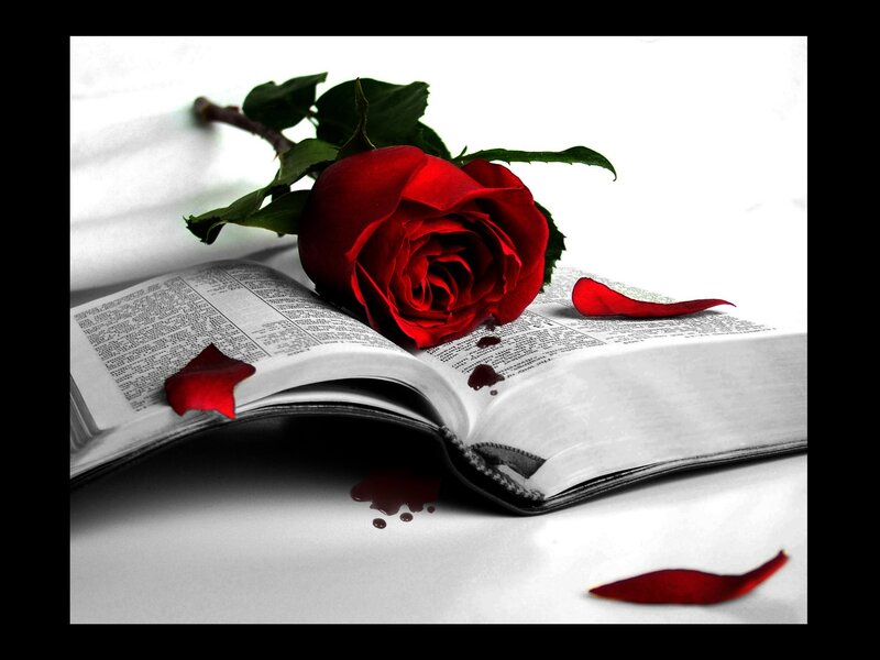 Red Rose on Book — Dramatic, Photograph, Petals, Black