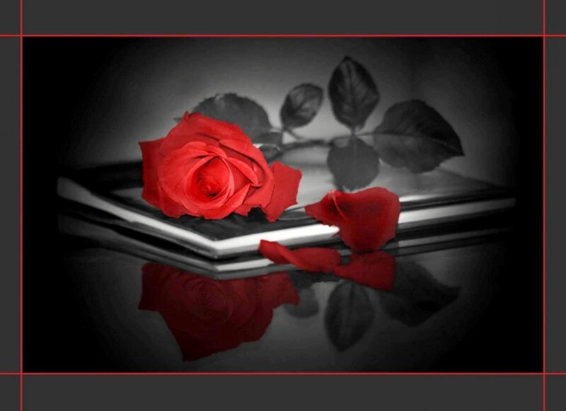 Red Rose on Book — Dramatic, Photograph, Petals, Reflection