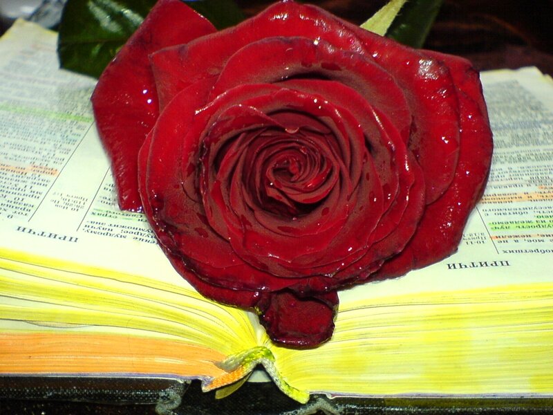 Red Rose on Book — Dramatic, Photograph, Petals, Text