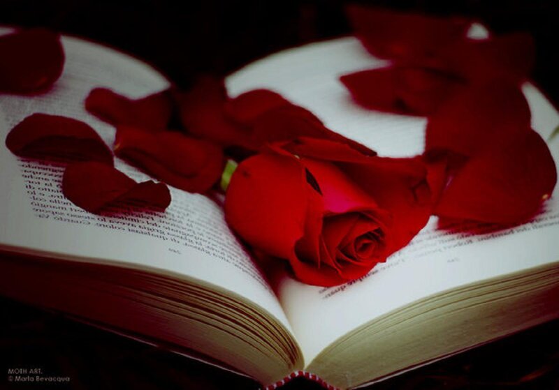 Red Rose on Book — Dramatic, Photograph, Rose Petals, Text, White