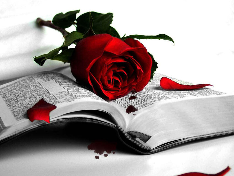 Red Rose on Book — Dramatic, Photograph