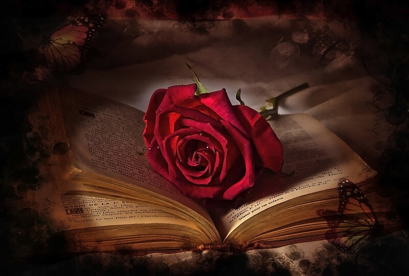 Red Rose on Book — Dramatic