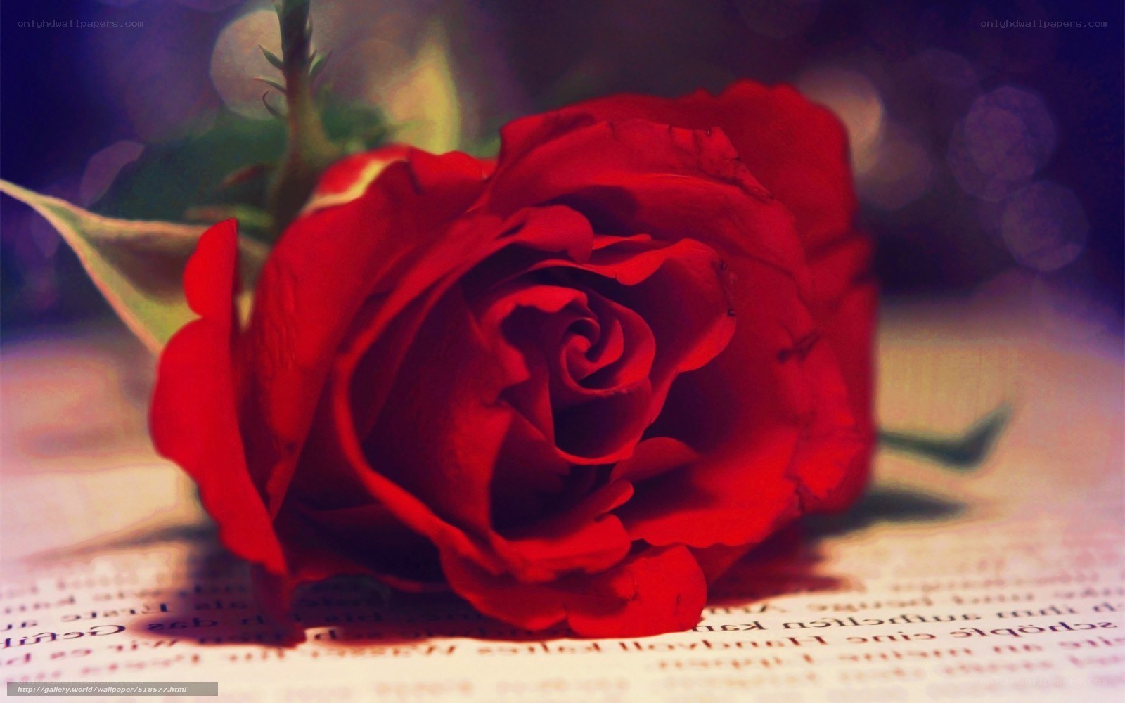 Red rose on book page