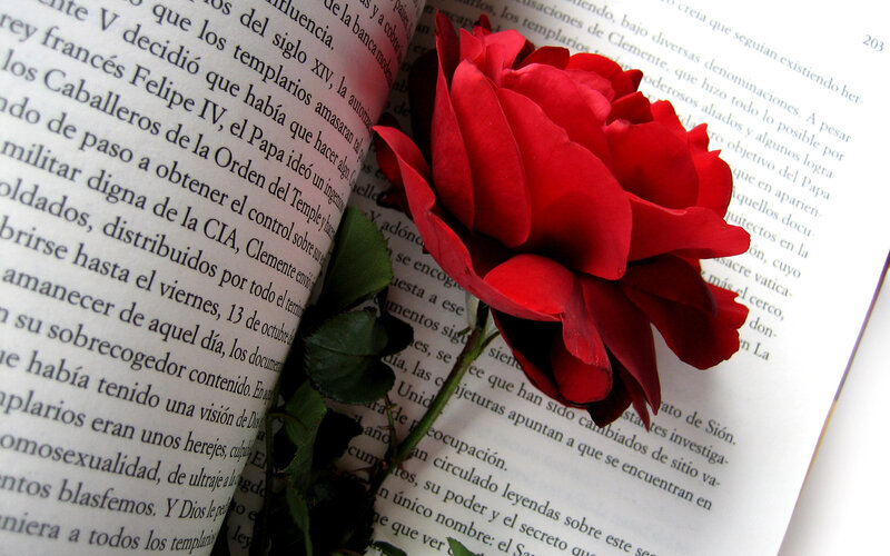 Red Rose on Book Page — Calm, Photograph