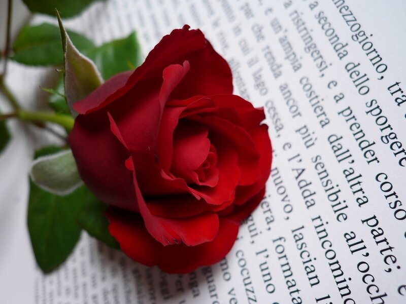 Red Rose on Book Page — Calm