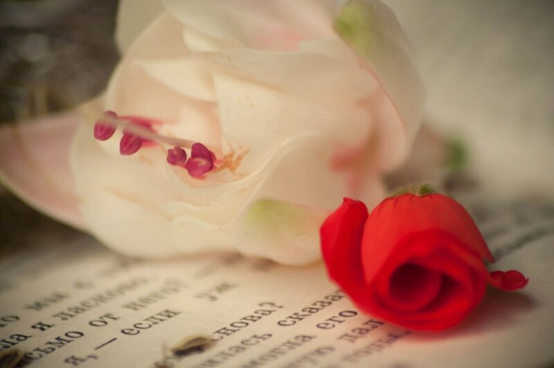 Red Rose on Book Page — Serene