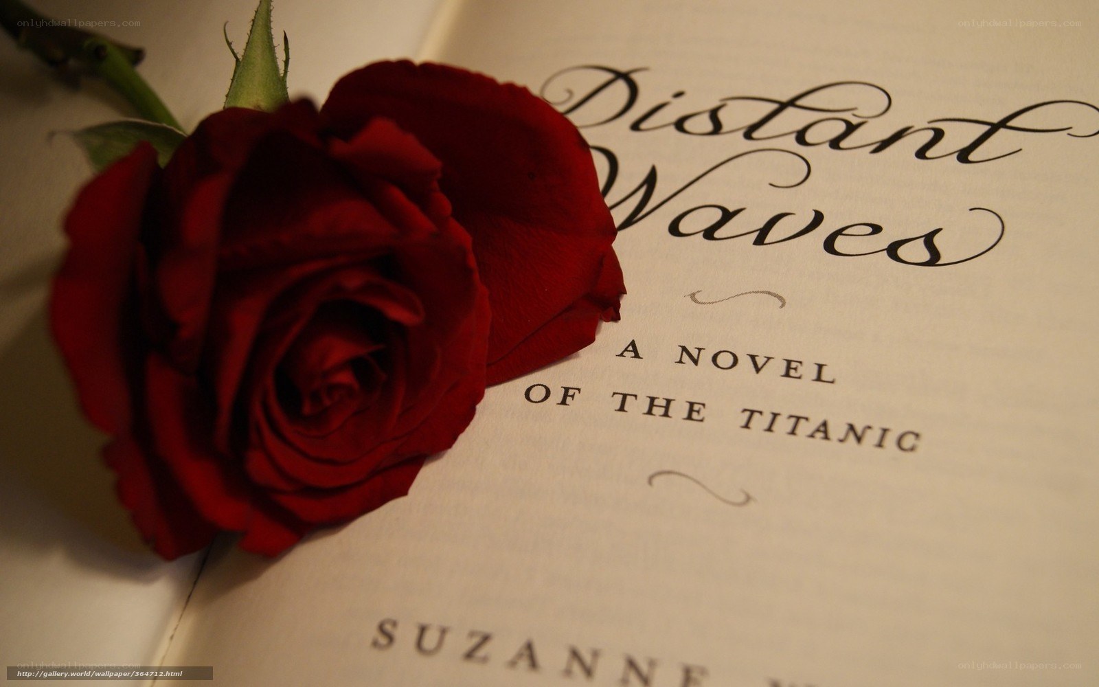 Red rose on book page