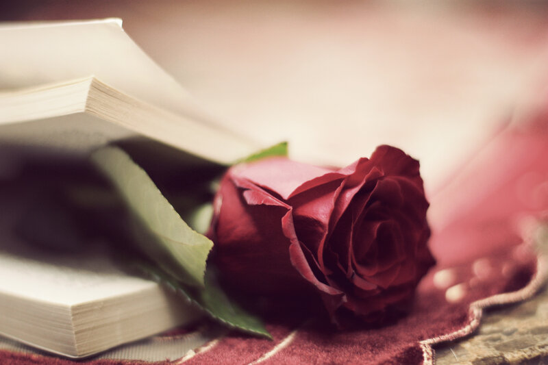 Red Rose on Book — Romantic, Photograph, Fabric