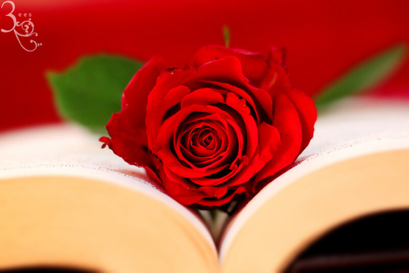 Red Rose on Book — Romantic