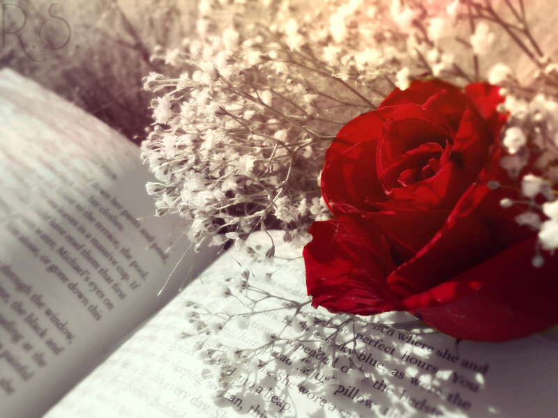 Red Rose on Book — Serene, Afternoon, Photograph, Flowers