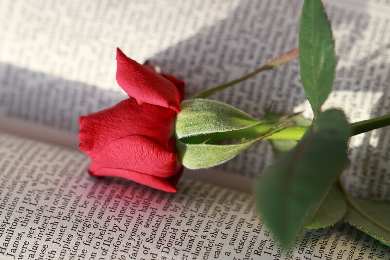 Red Rose on Book — Serene, Afternoon, Photograph, Leaf