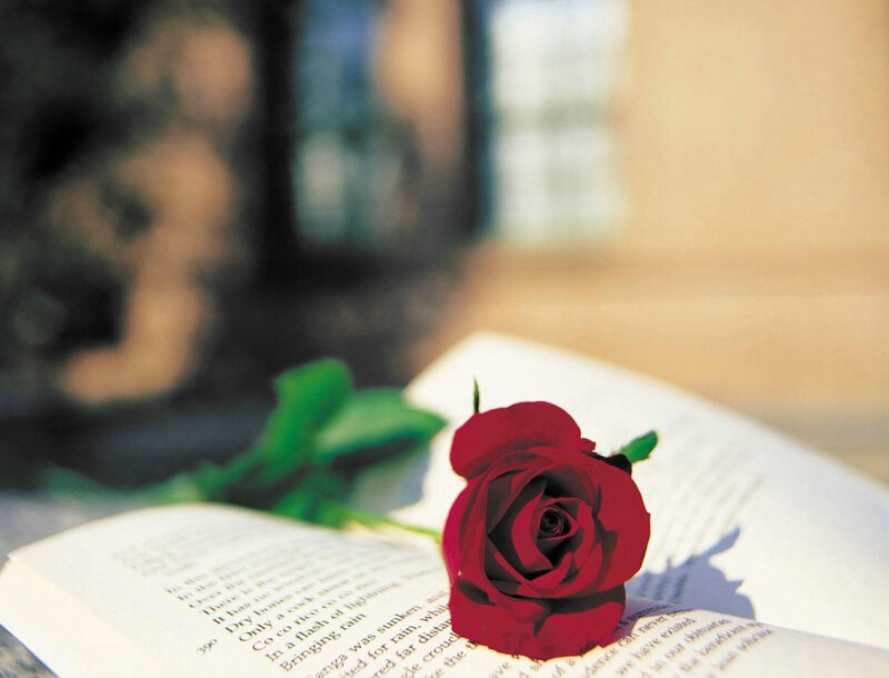 Red Rose on Book — Serene, Afternoon, Photograph