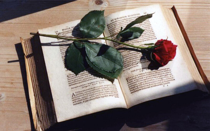 Red Rose on Book — Serene, Afternoon