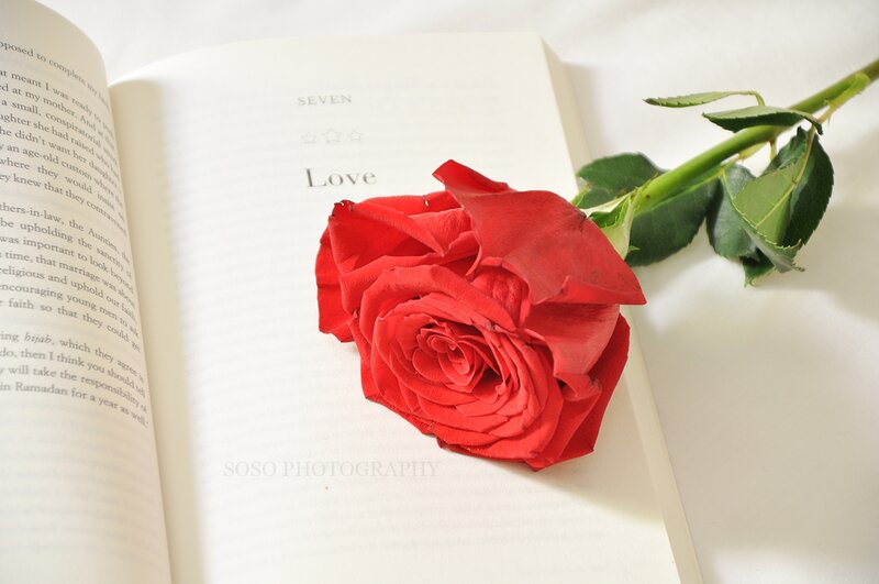 Red Rose on Book — Serene, Morning