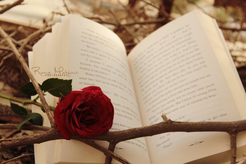 Red Rose on Book — Serene, Photograph, Branch