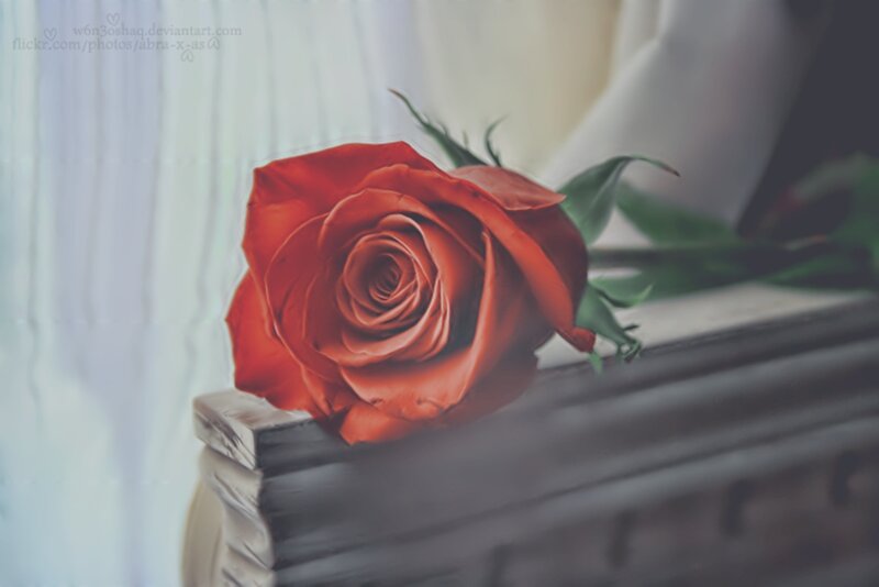 Red Rose on Book — Serene, Photograph, Curtain