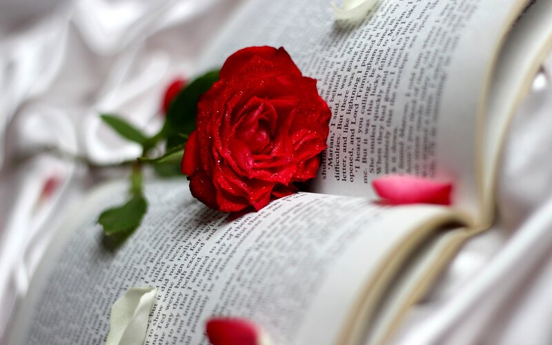 Red Rose on Book — Serene, Photograph, Fabric