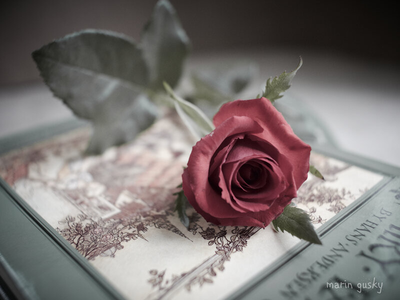 Red Rose on Book — Serene, Photograph, Leaf