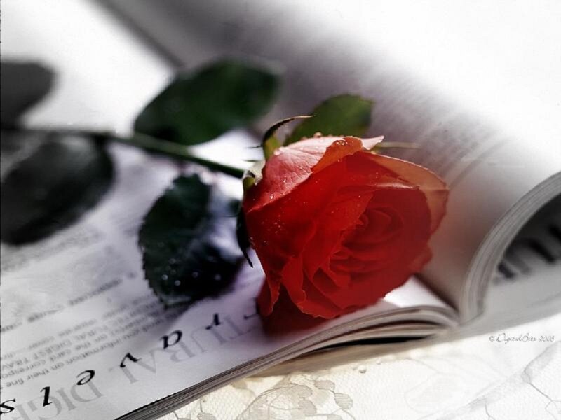 Red Rose on Book — Serene, Photograph, Leaves, Text