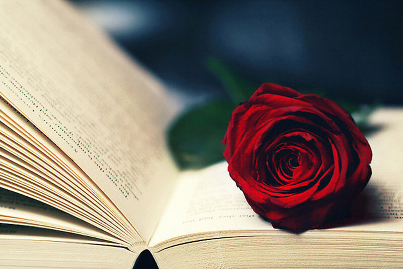 Red Rose on Book — Serene, Photograph, Pages