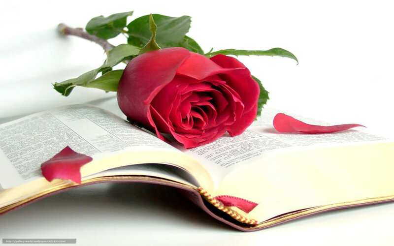 Red Rose on Book — Serene, Photograph, Petal, Leaf