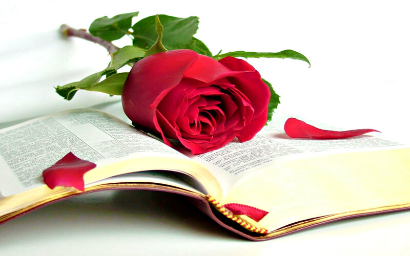 Red Rose on Book — Serene, Photograph, Petal