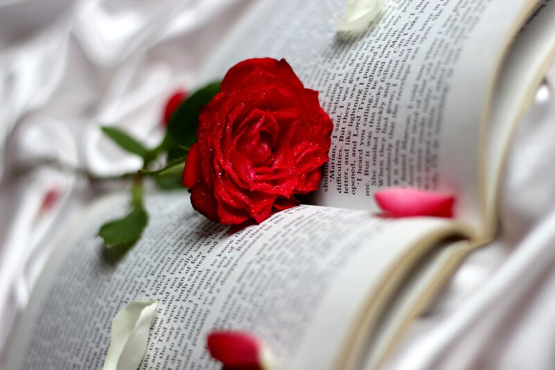 Red Rose on Book — Serene, Photograph, Petals, Silk