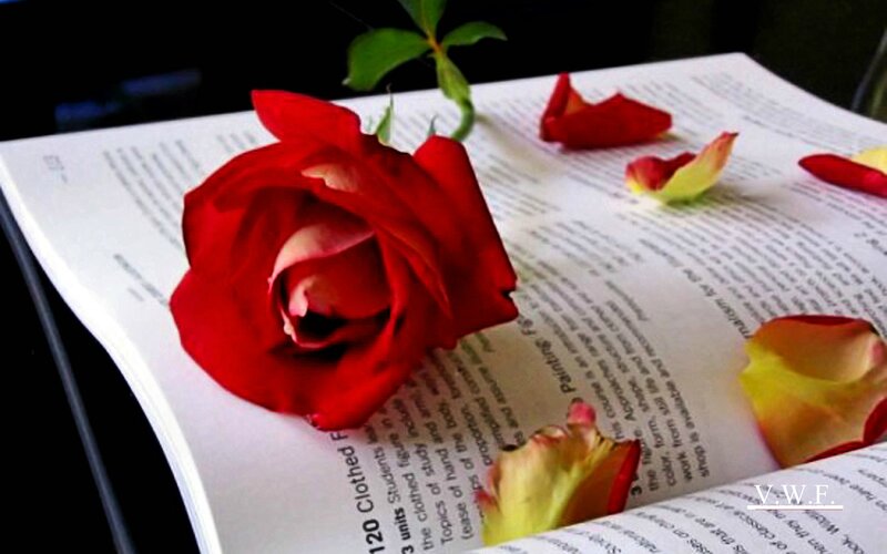 Red Rose on Book — Serene, Photograph, Petals