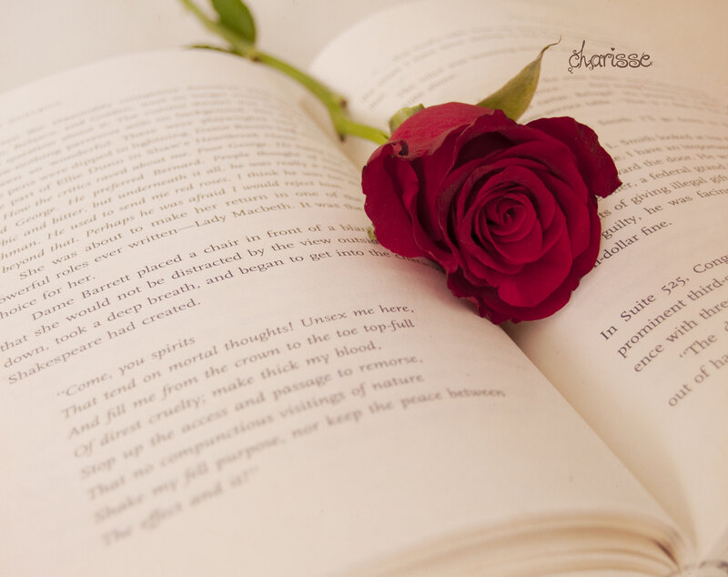 Red Rose on Book — Serene, Photograph, Stem