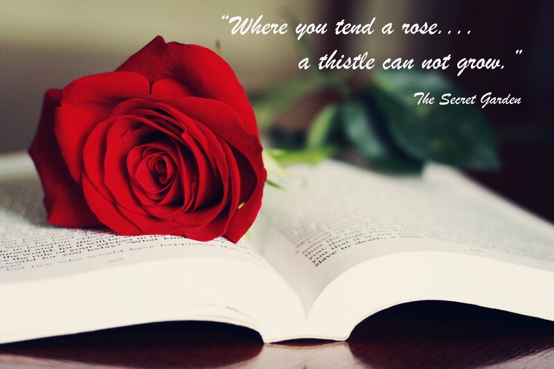 Red Rose on Book — Serene, Photograph, Text
