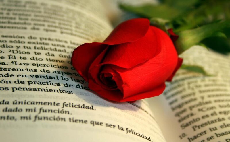 Red Rose on Book — Serene, Photograph