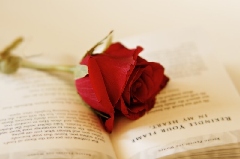 Red Rose on Book — Serene