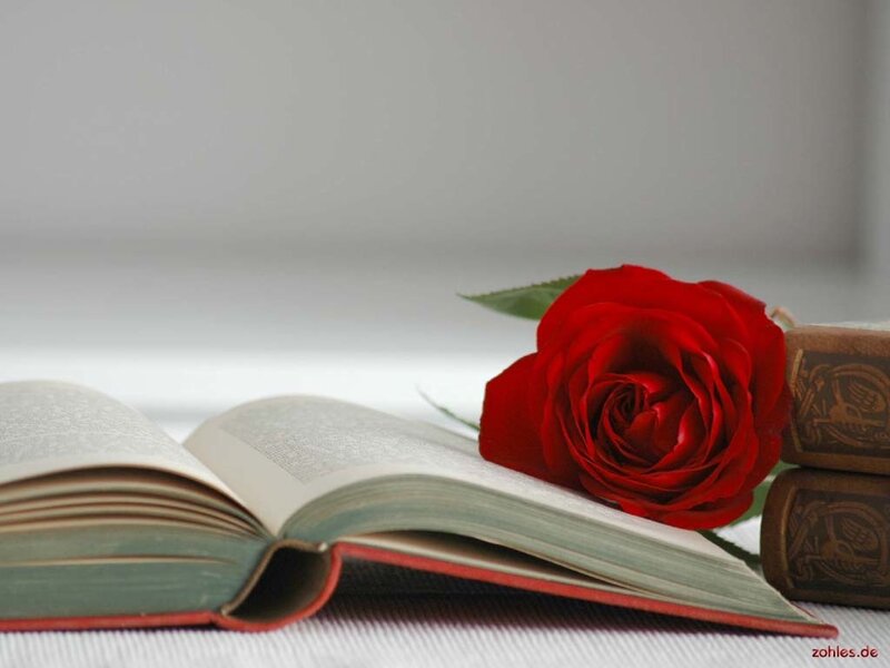 Red Rose on Book