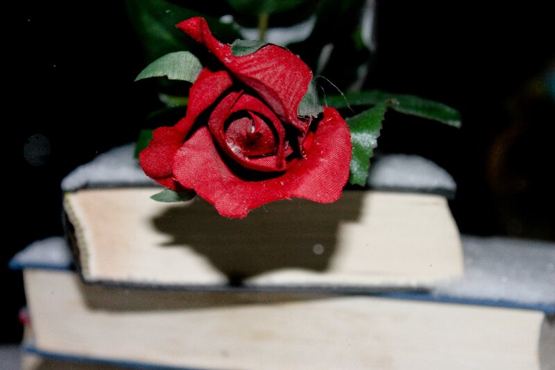 Red Rose on Books — Dramatic