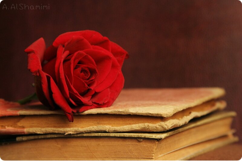 Red Rose on Books — Serene