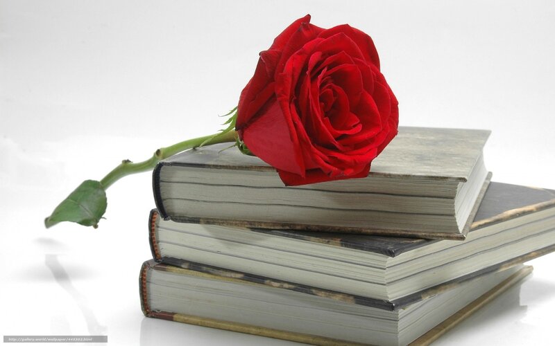 Red rose on books