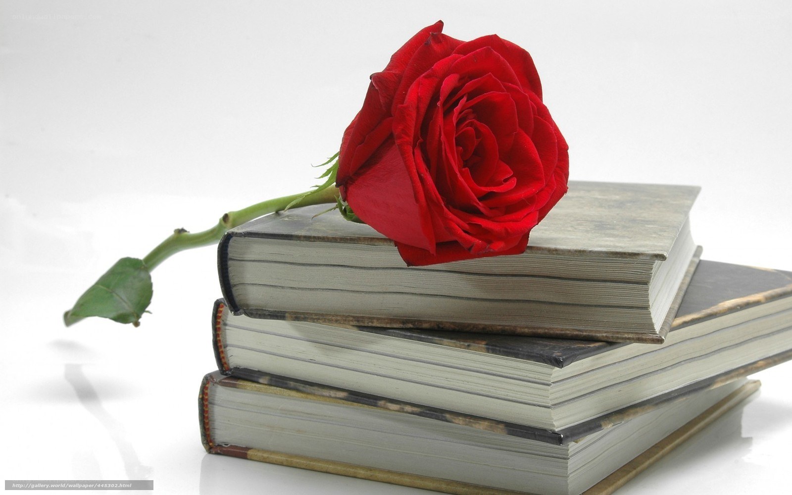 Red rose on books