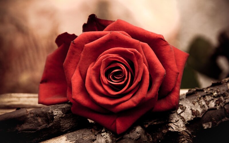 Red Rose on Branch — Brown