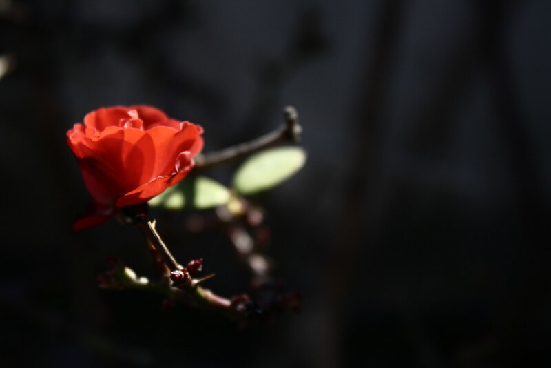 Red Rose on Branch — Dramatic, Photograph, Leaf