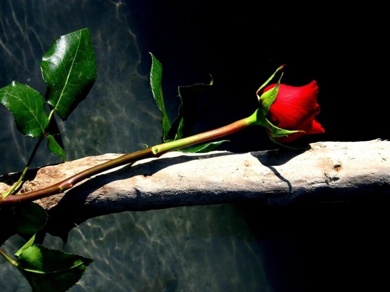 Red Rose on Branch — Dramatic, Photograph, Leaves