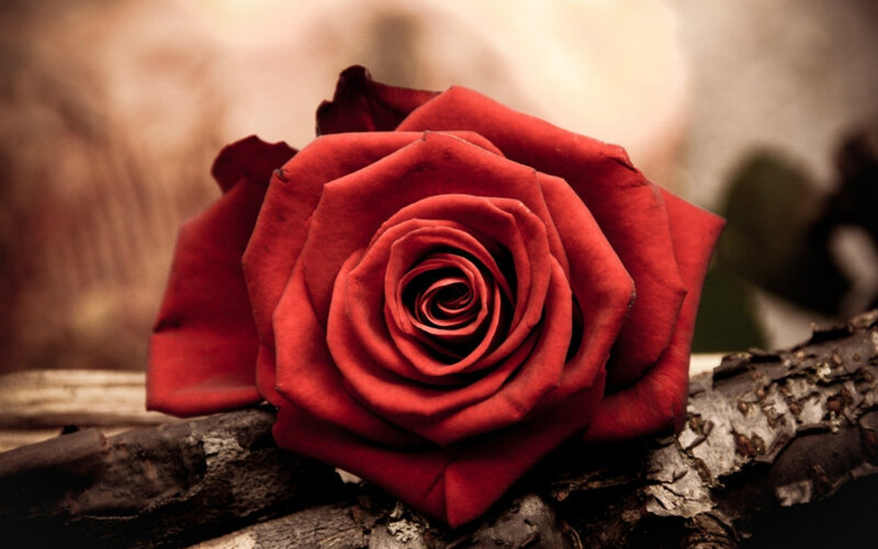 Red Rose on Branch — Dramatic, Photograph, Petals