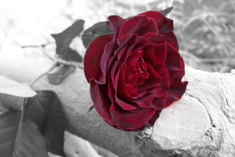 Red Rose on Branch — Dramatic