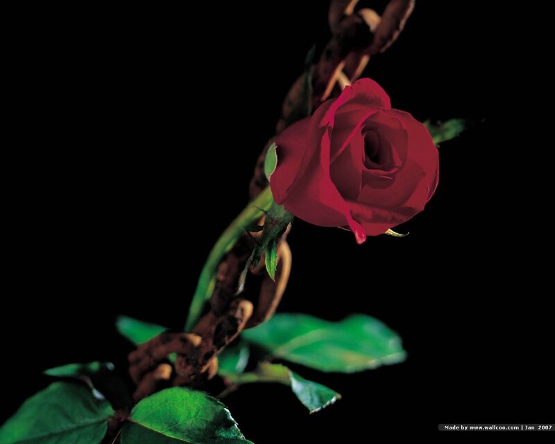 Red Rose on Branch