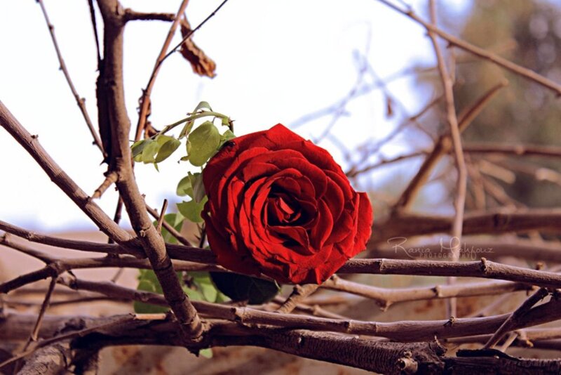 Red Rose on Branches