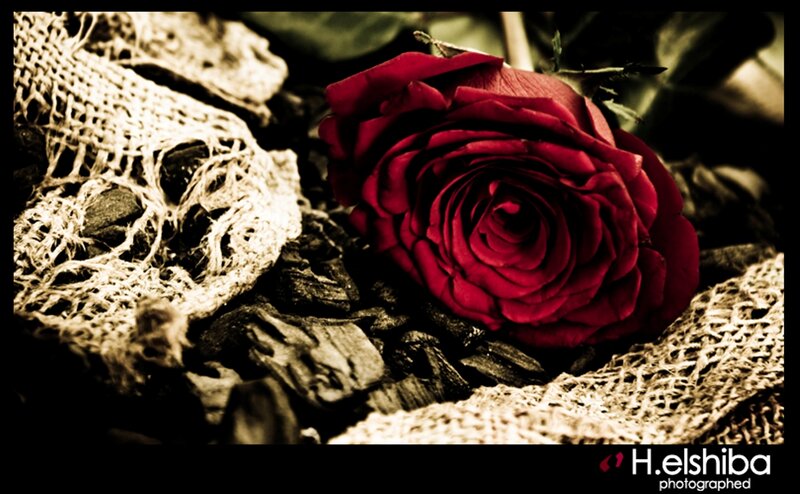 Red Rose on Burlap