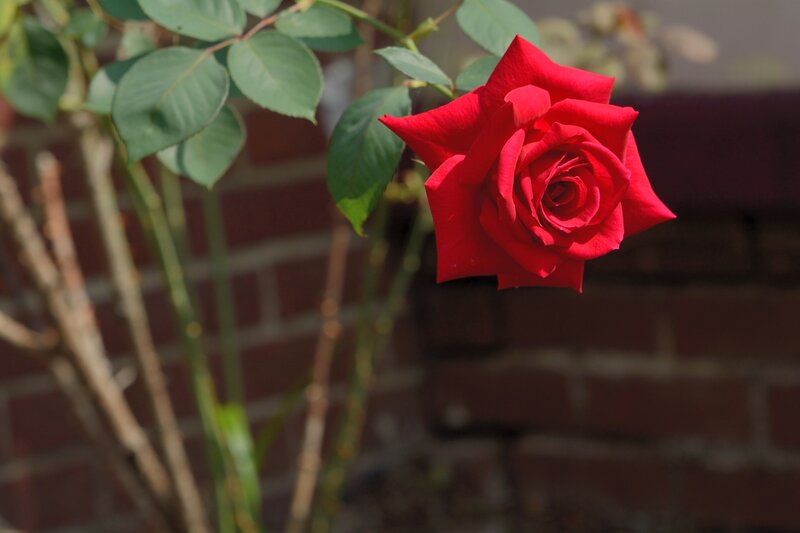 Red Rose on Bush — Calm