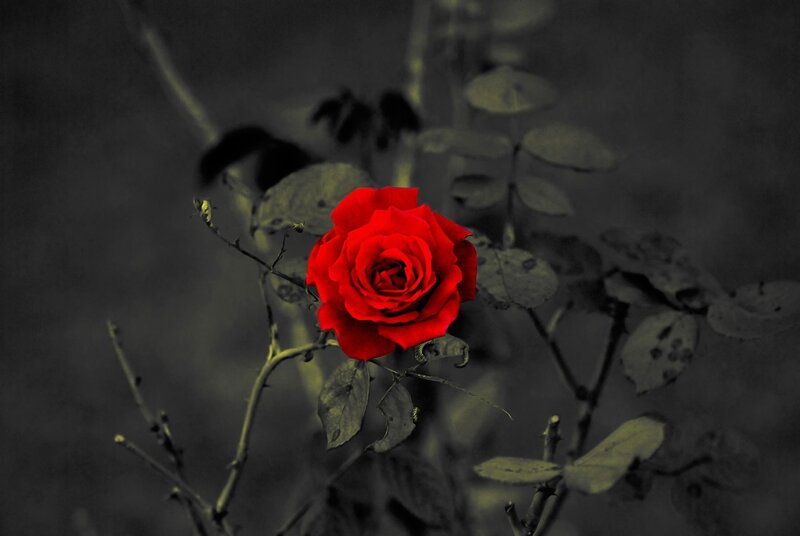 Red Rose on Bush — Dramatic, Photograph, Leaves